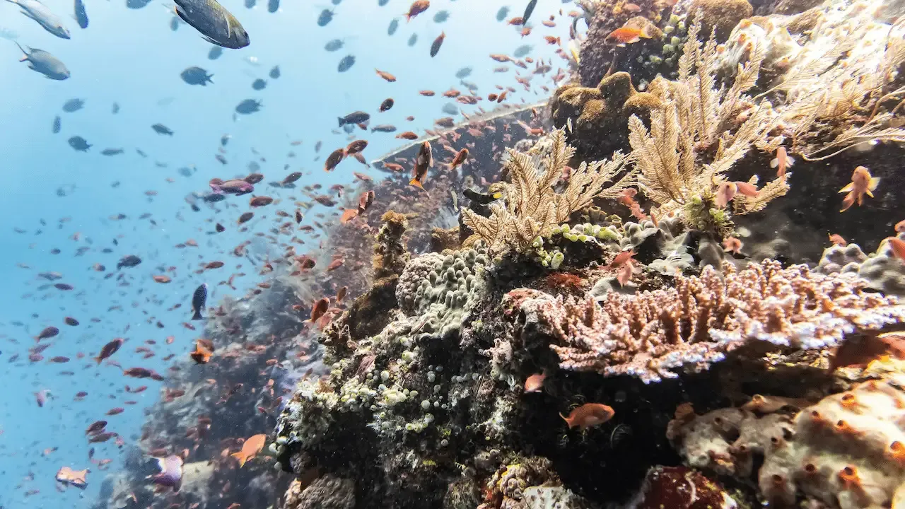 A large group of fish swimming over a coral reef