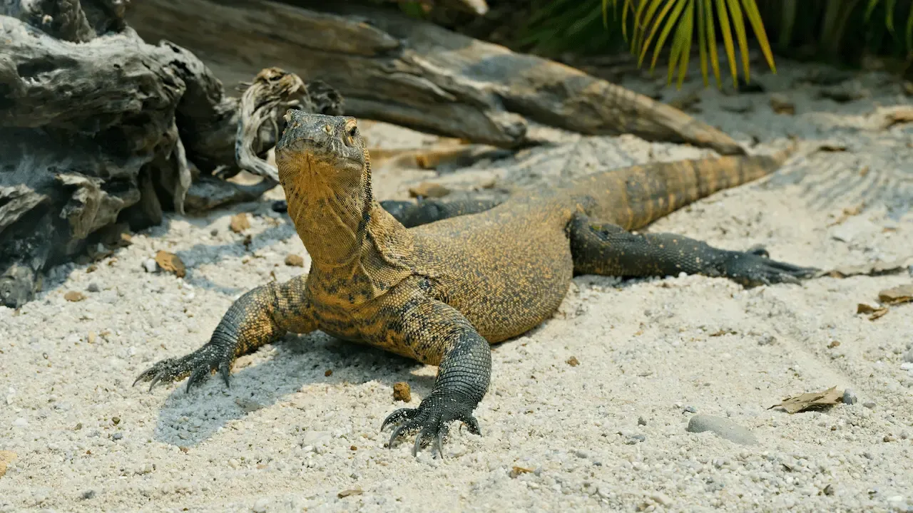 A Komodo dragon resting on sandy ground amid tropical surroundings.