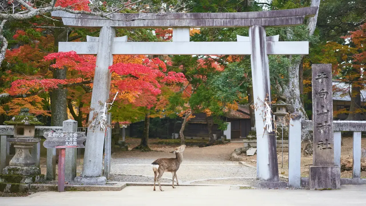Deers in Nara