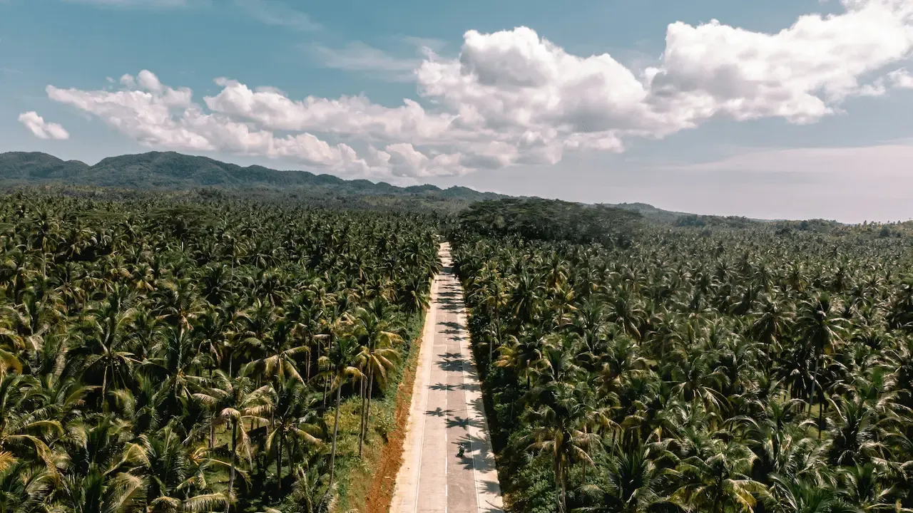 Palm trees in Siargao Philippines