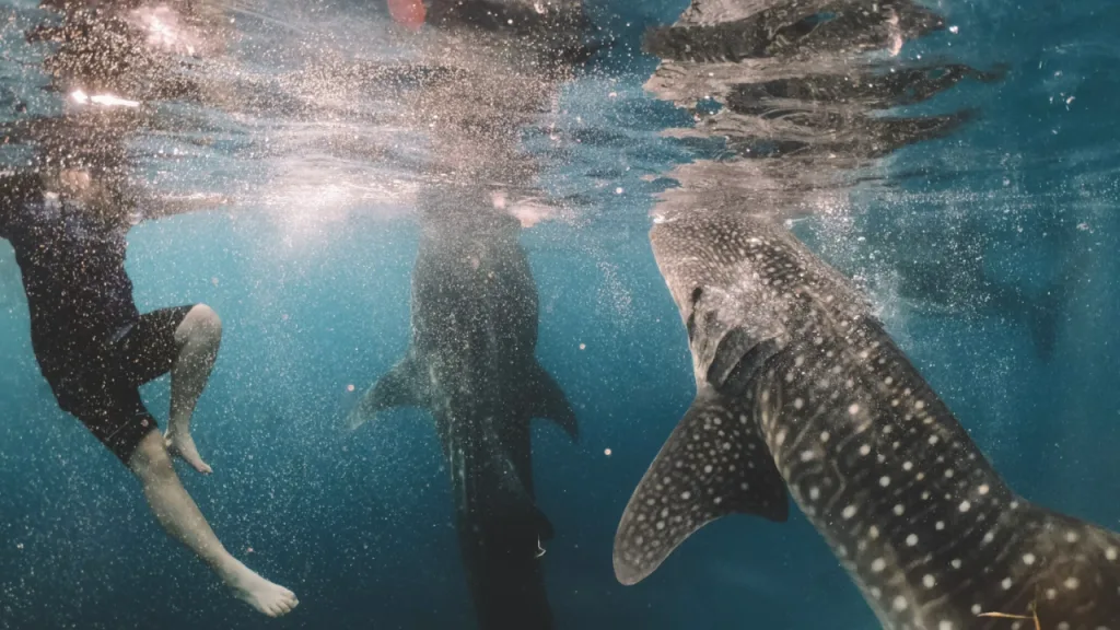 Whale sharks in Oslob