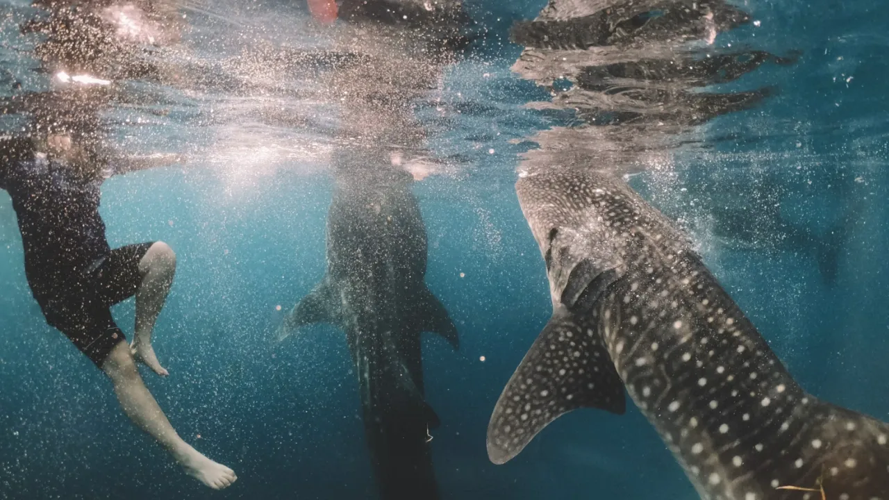 Whale sharks in Oslob