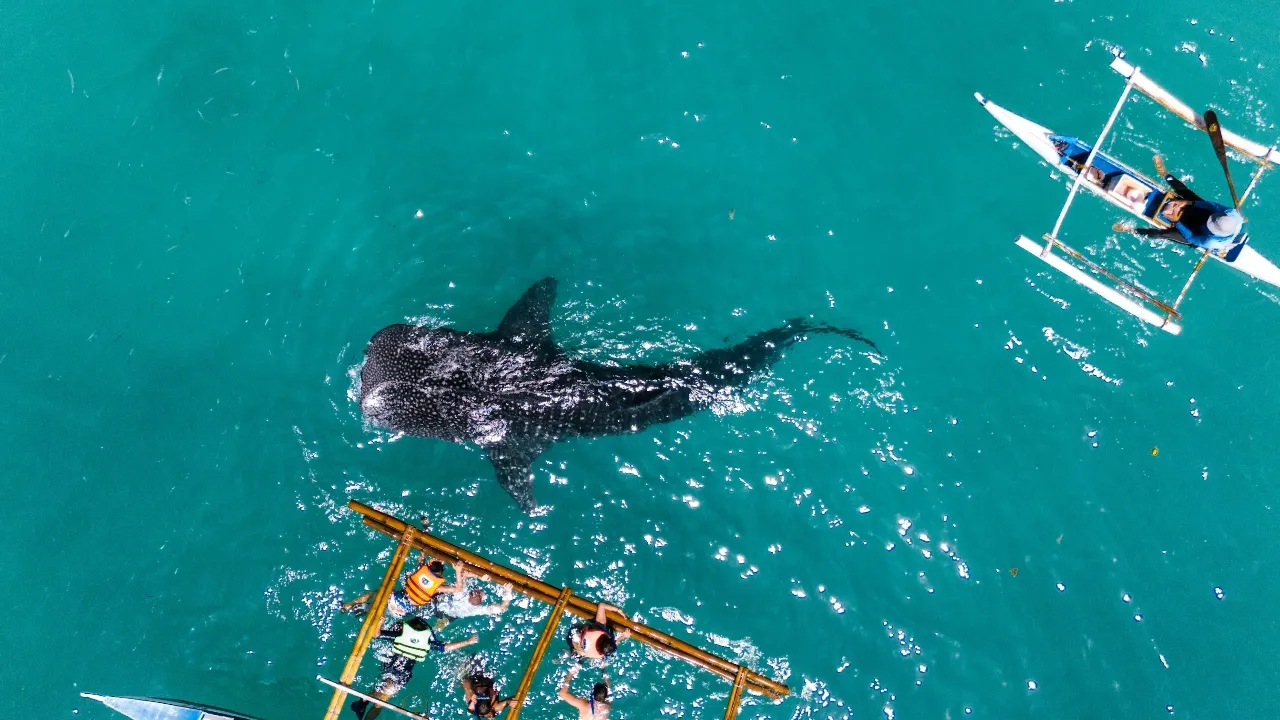 tourists seeing whale sharks in Oslob