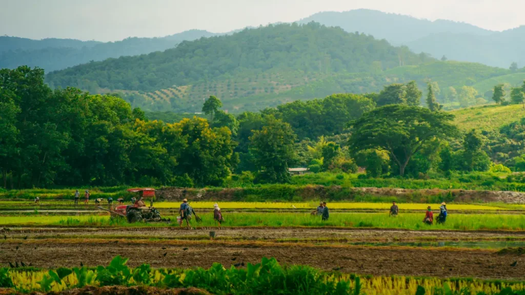 chiang rai farmers mae suai district