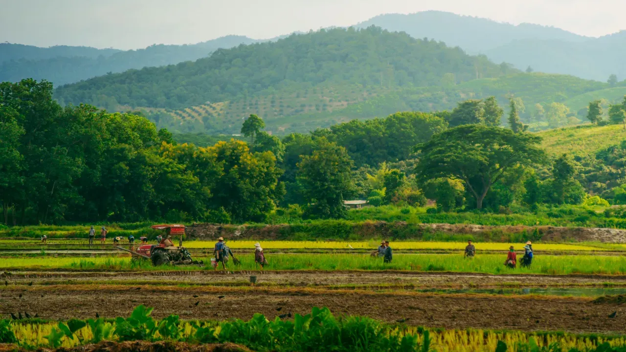 chiang rai farmers mae suai district