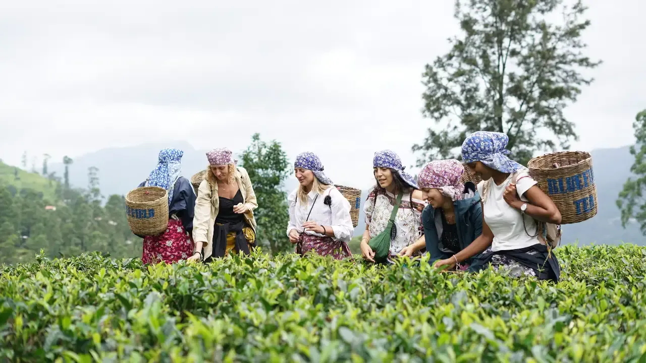 tourists picking tea in Ella