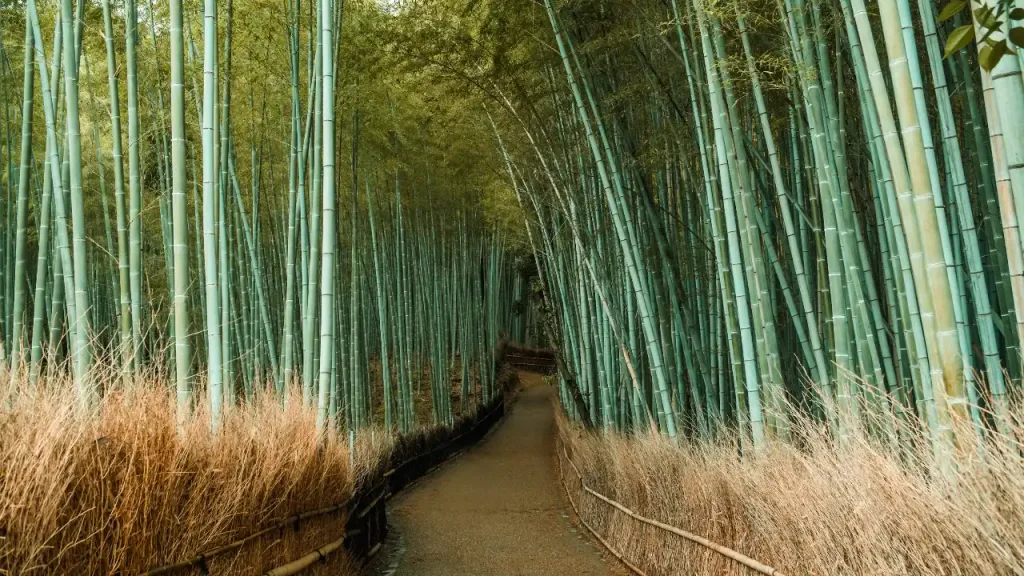 Kyoto Bamboo Forest without crowds