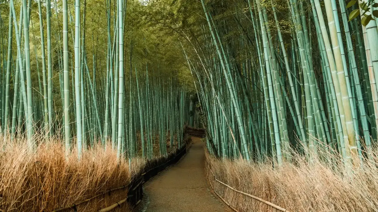 Kyoto Bamboo Forest without crowds