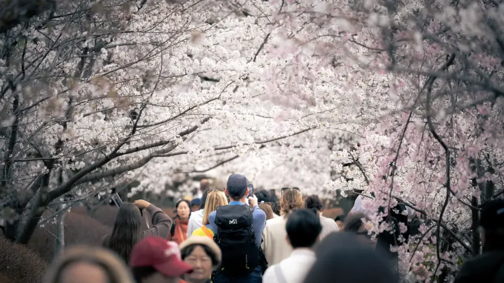 heavy crowds in kyoto during cherry blossom season