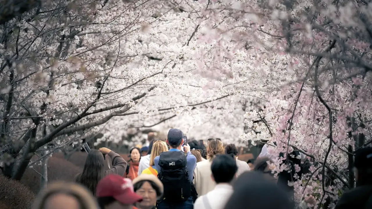 heavy crowds in kyoto during cherry blossom season
