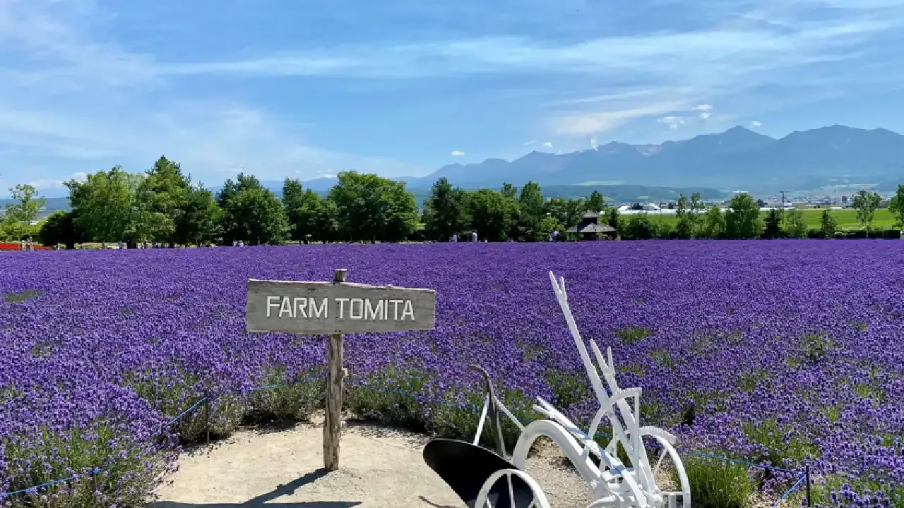 Lavender fields at Farm Tomita in Nakafurano, Hokkaido