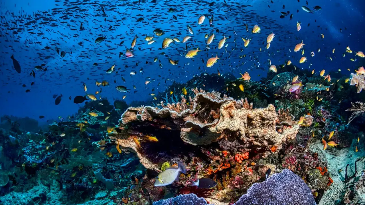 coral reef in raja ampat