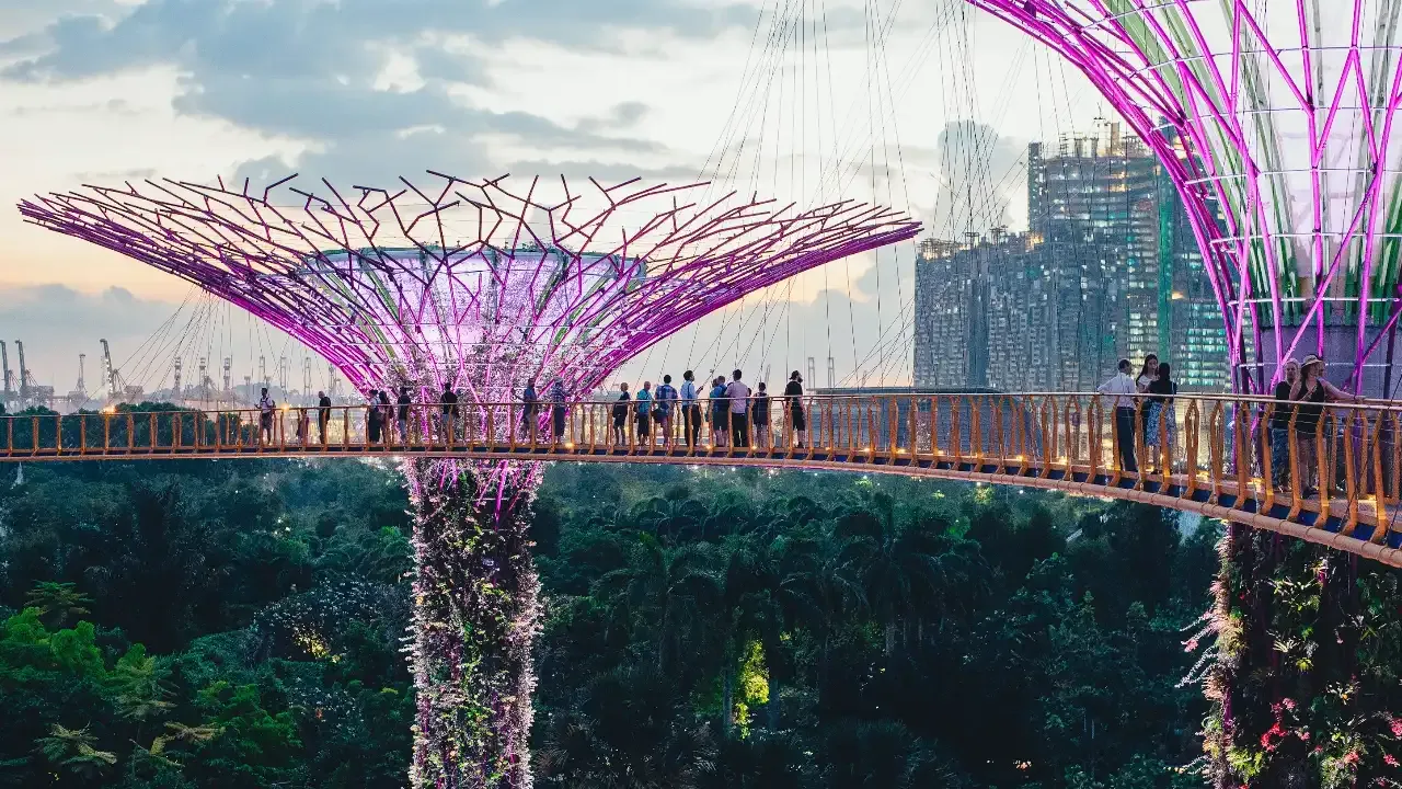 people doing a canopy walk at the supertree grove