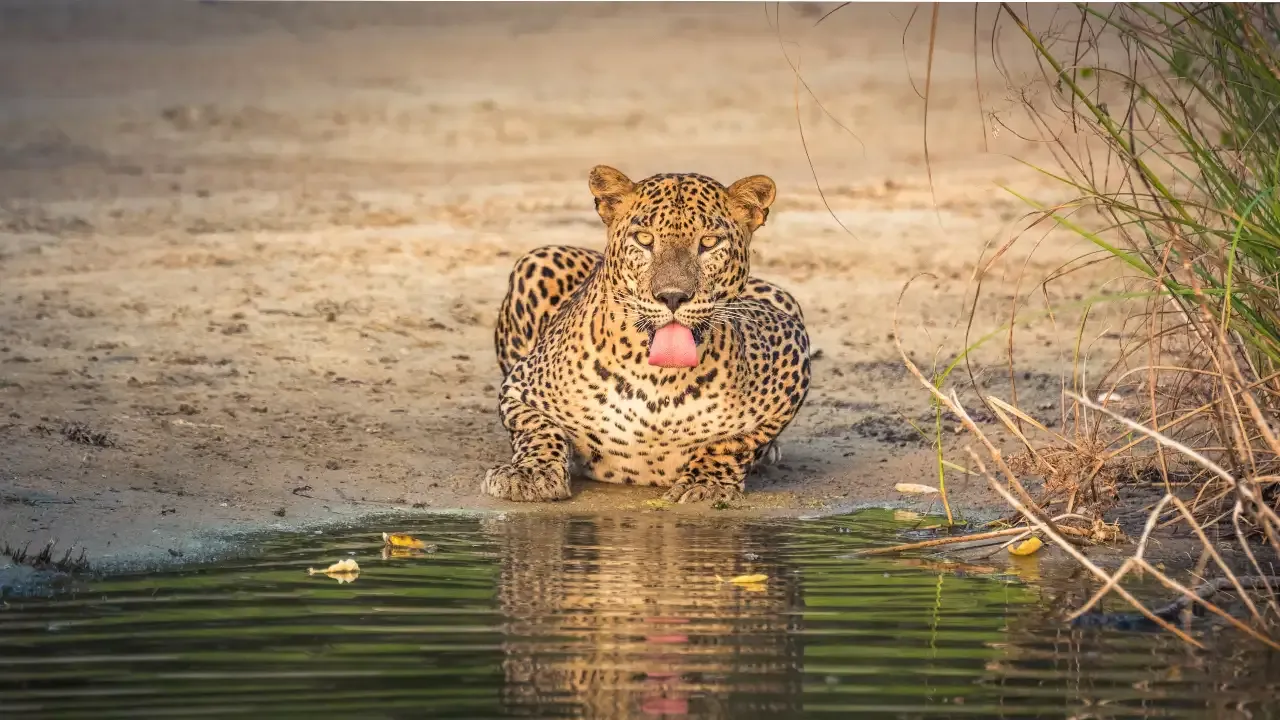 Leopard in Sri Lanka national park
